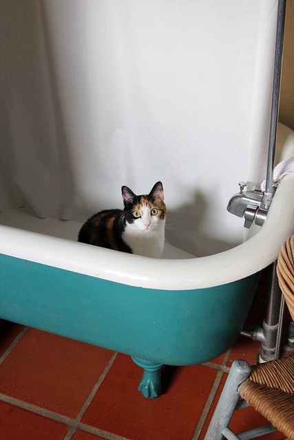 Bathtub cat