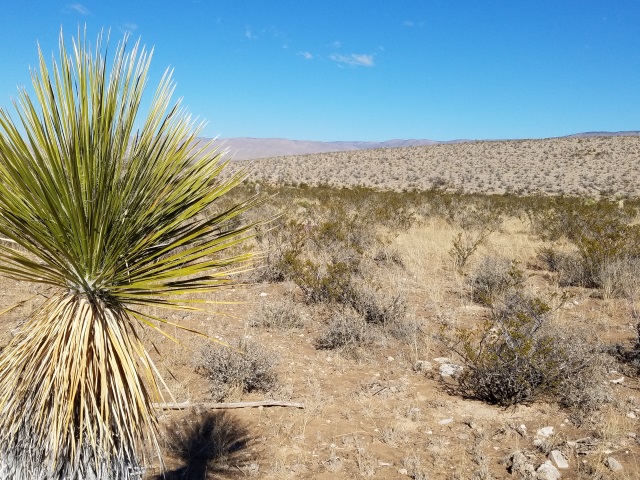 NM Desert